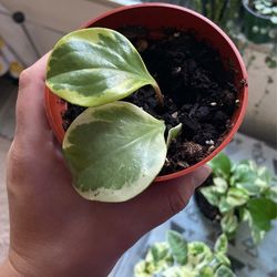 Plants • Plants • Plants 🌱 