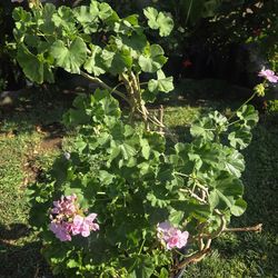 Malva/ jeranio Plant