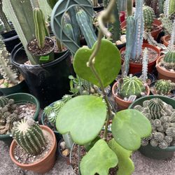 Hoya Kerrii Plants 🪴 Taller  8 Leaf 🍁 