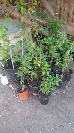 Diferentes Plantas De Chile