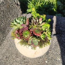 Fall Succulent Pumpkin 