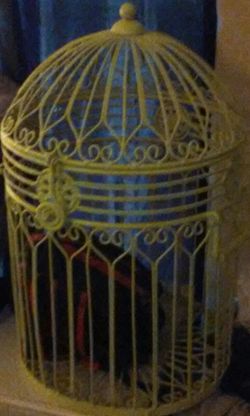 Iron bird cage