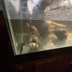 40 gallon breeder”sump” turtle tank and accessories