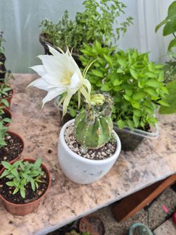 Cactu