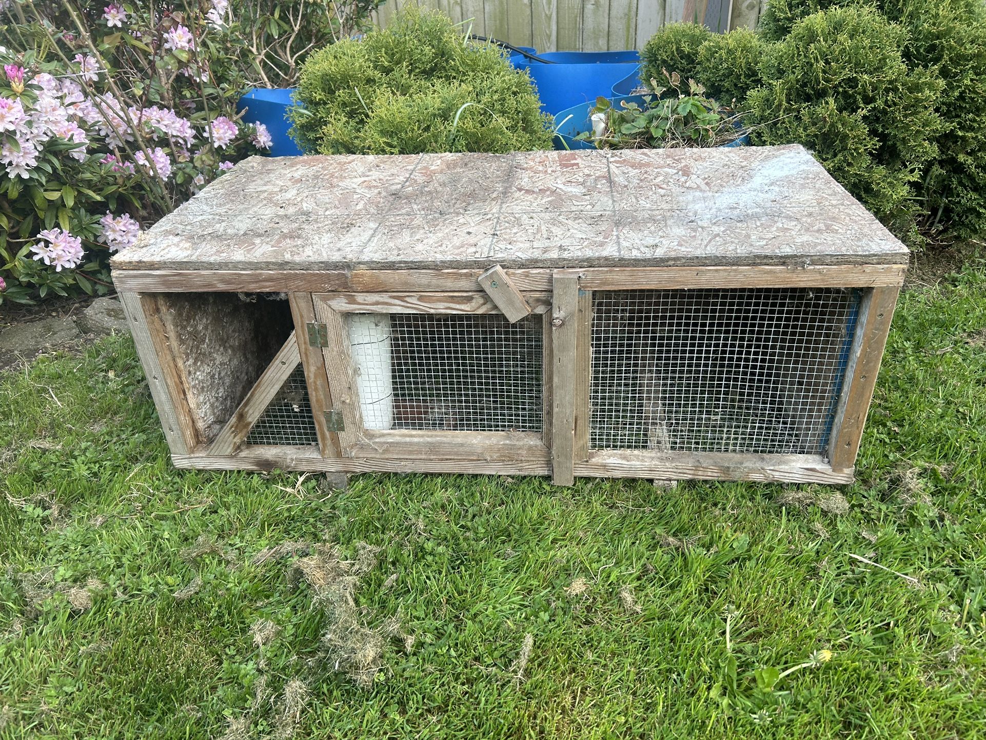 Rabbit, Quail, Cage