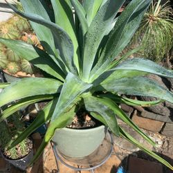 Beautiful Plant Fox Tail 5 Gallon.