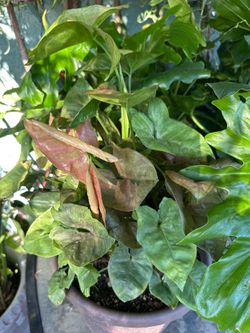 Arrowhead plant (4 gallon) (hablamos español)