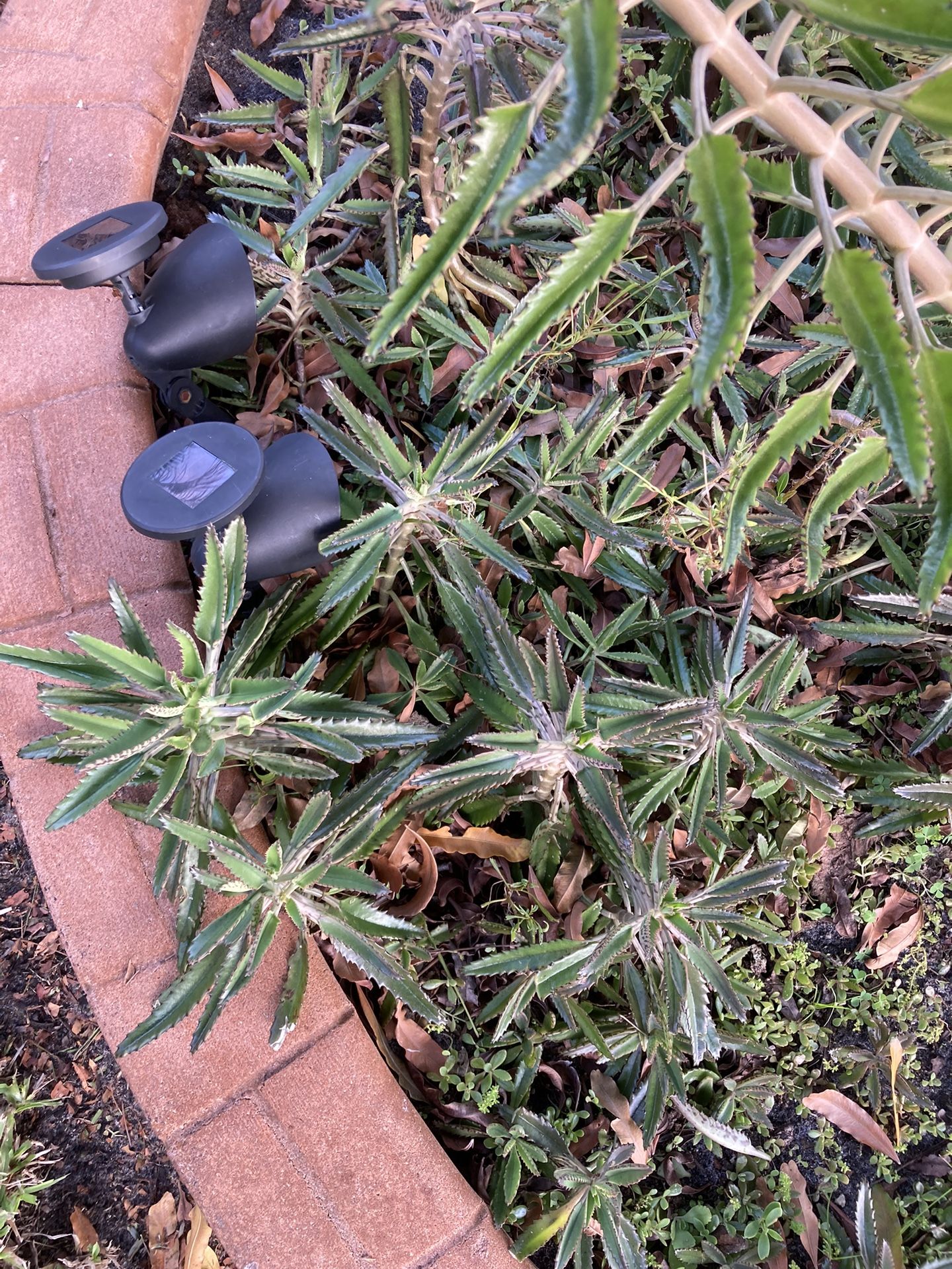 FREE Kalanchoe Tubiflora Delagoensis /Chandelier Plant / 🔻SEE BELOW 🔻