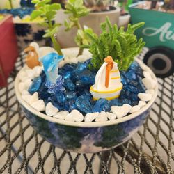 Succulent Plant Garden 