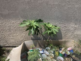 Organic Fig Cuttings From My Tree