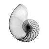 Snail Snails