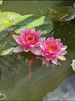 Water Lilly Plant $25 for each
