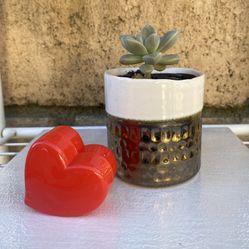 Valentines Day Succulent Plant 