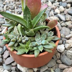 3 Types Of Succulent With Aloe 