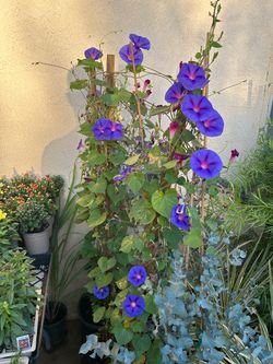 Morning glory 17$ each pot
