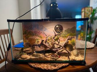 Reptile Tank