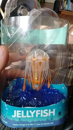 Jelly fish