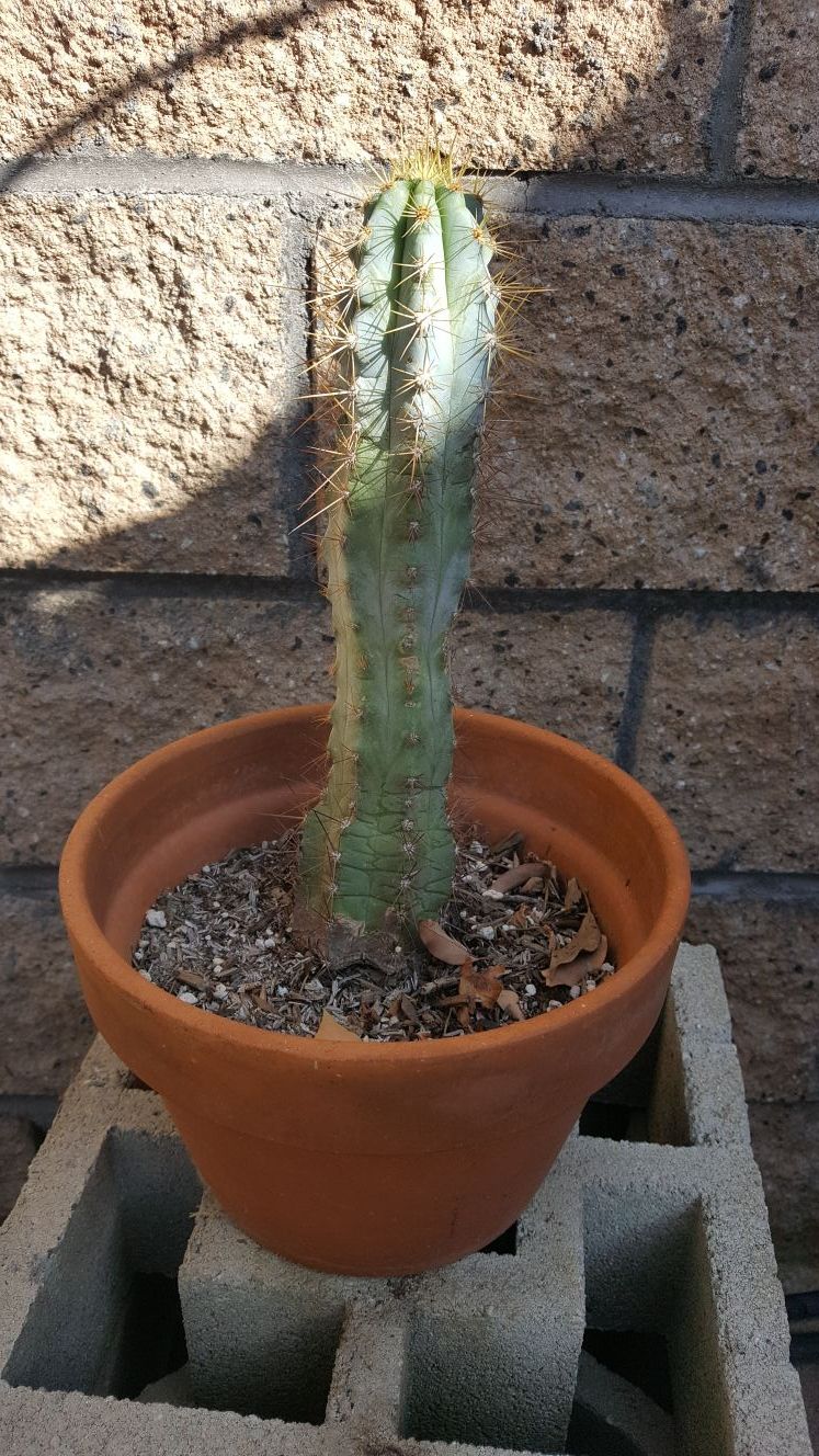 cactus plant 16 in tall in terracotta pot