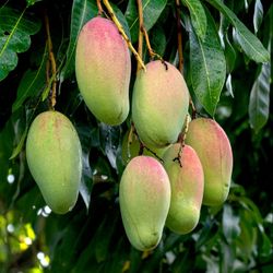 GRAFTED MANGO TREES (Valencia Pride & Glenn)
