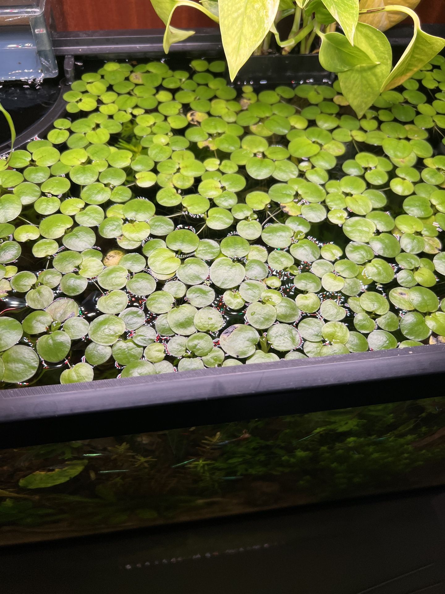 Amazon Frogbit (floating Plant)