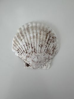 Scallop Shell #14