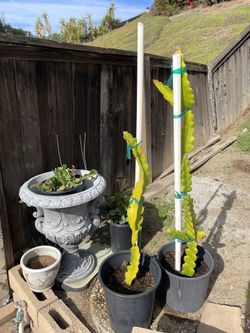 American Beauty Dragon Fruit Tree