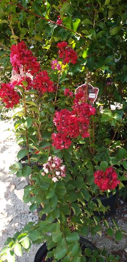 Crape myrtle