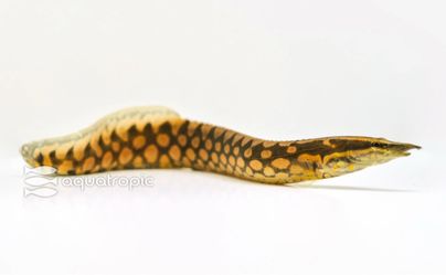 Tire track eel