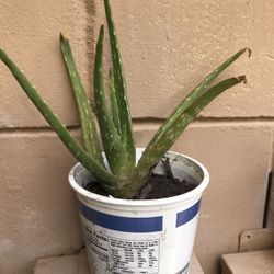 Health Plant Aloe Vera Plant Medical Sacculent Cactus Flower Pot