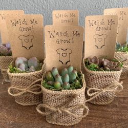 Succulent Party Favors - Baby Shower - Corporate Gifts