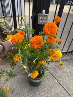 Marigolds plants blooming in pot orange yellow large bloom
