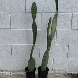 Very Healthy 4 Ft Tall Opuntia Maxima Mill. Prickly Pear Cactus Plants $39 Each