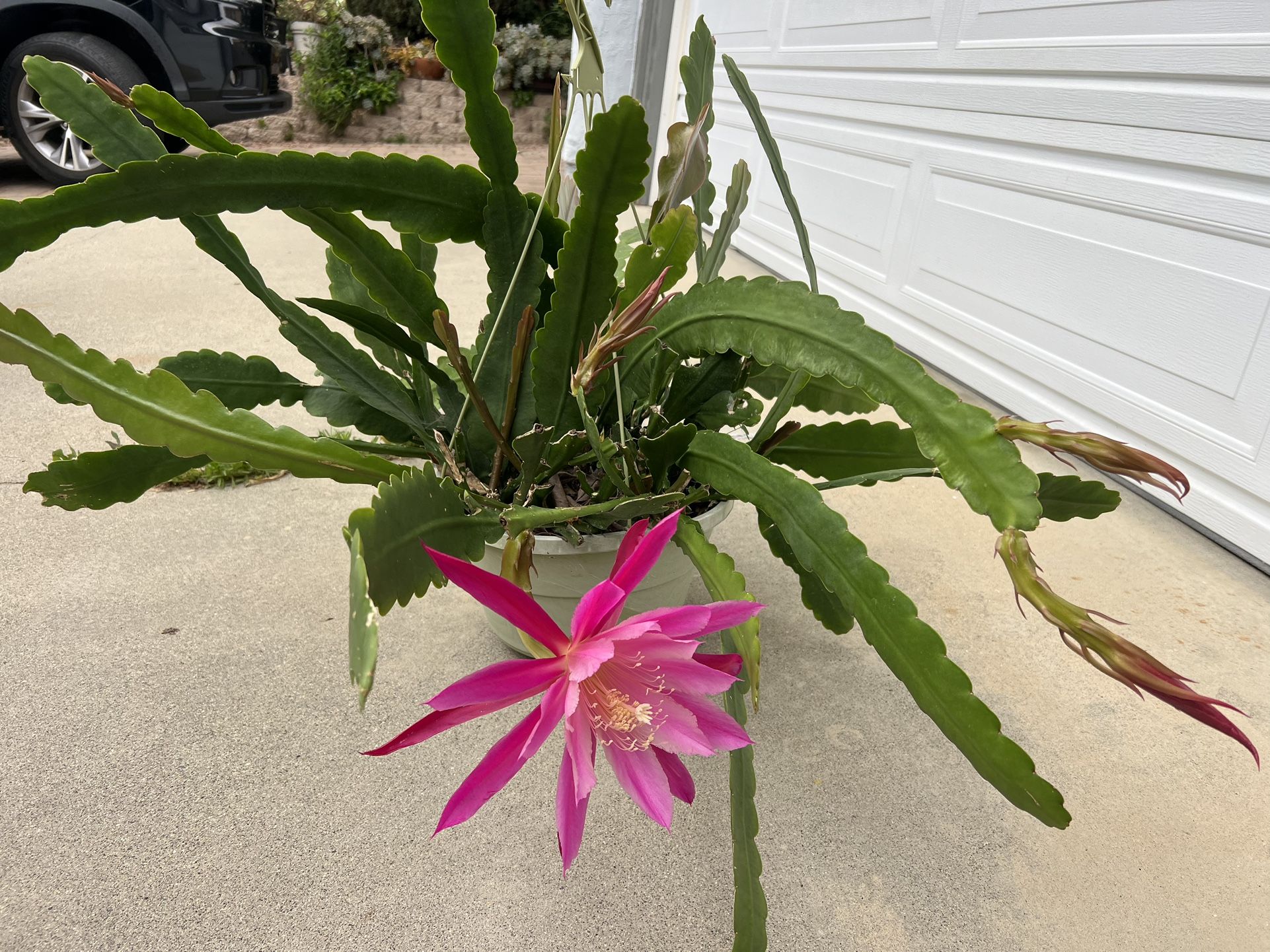 Color Wheel Epiphyllum Plant for Sale in San Diego, CA OfferUp
