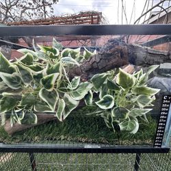 reptile tank or fish up to you