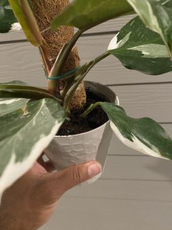 philodendron tiger Philodendron Narrow Tiger Tooth