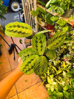 Green marantha prayer plant 4" pot