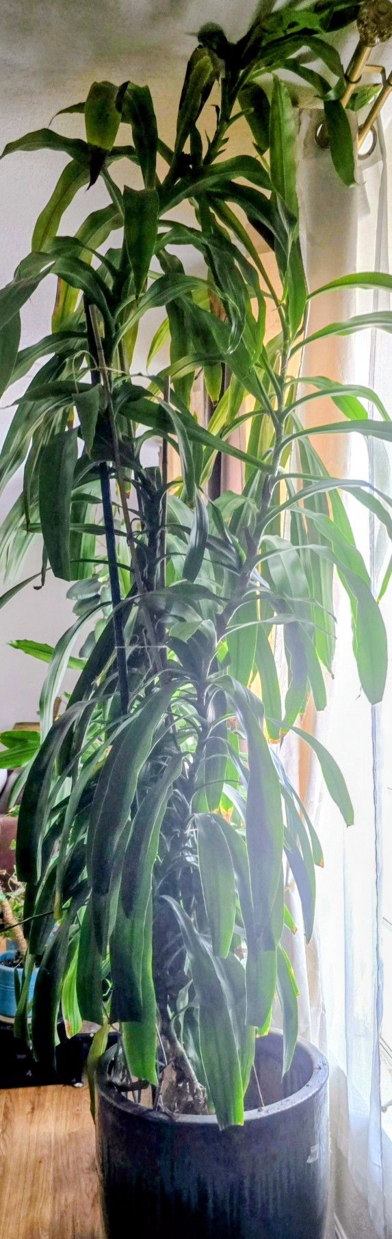 Large Indoor Plant 