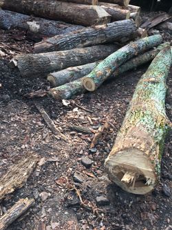 Logs