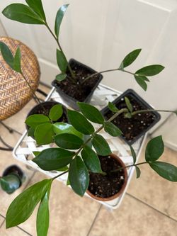 Small plants  zzzz 5 each