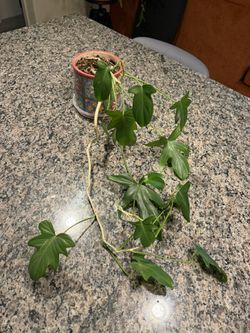 Oak Leaf Philodendron In Pot