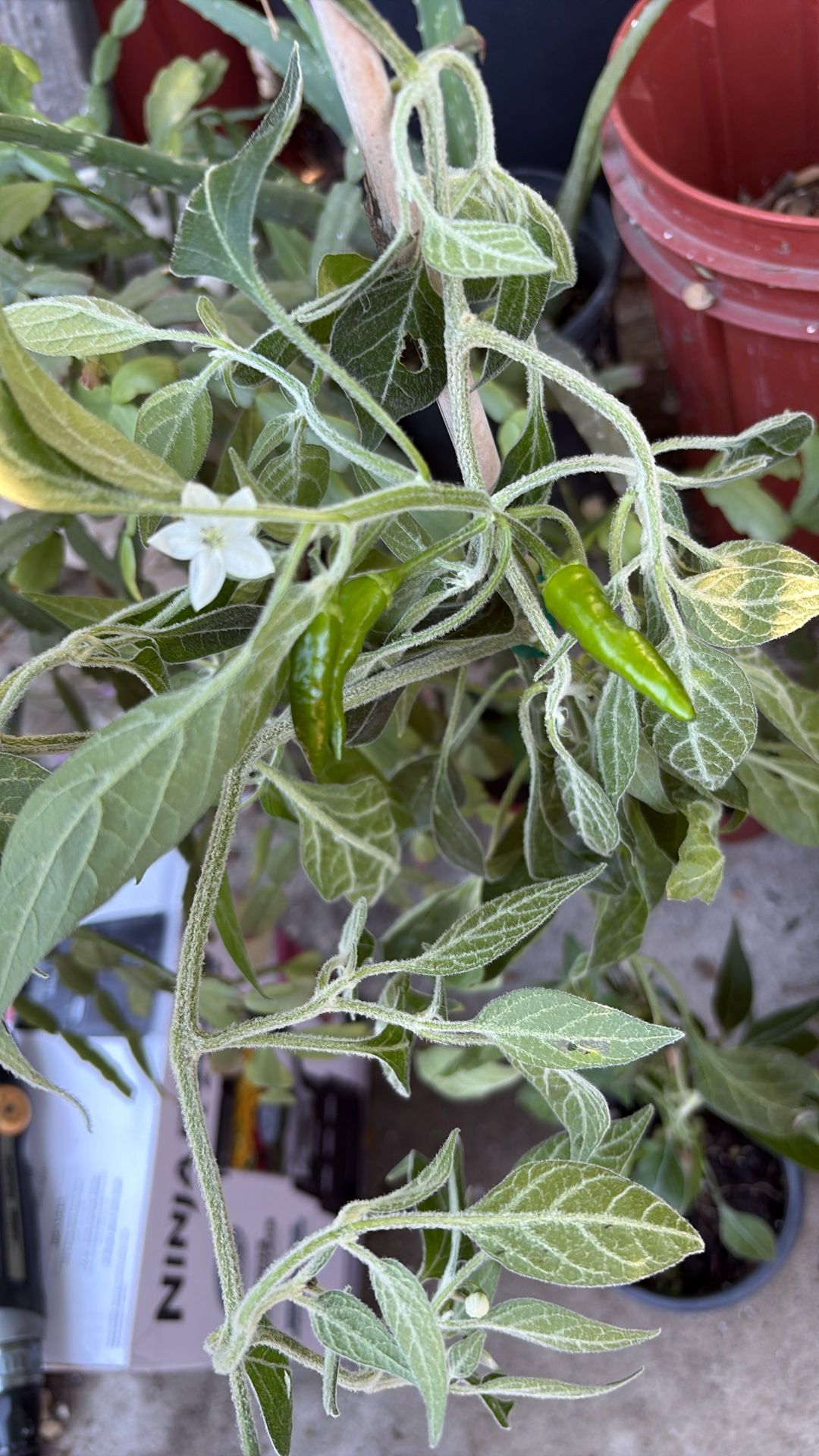 Chile De Árbol