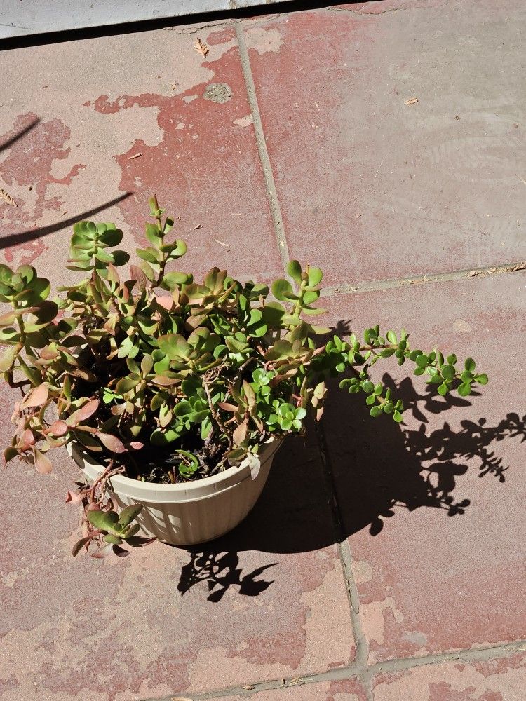 Plant For Sale