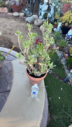 VARIEGATED JADE