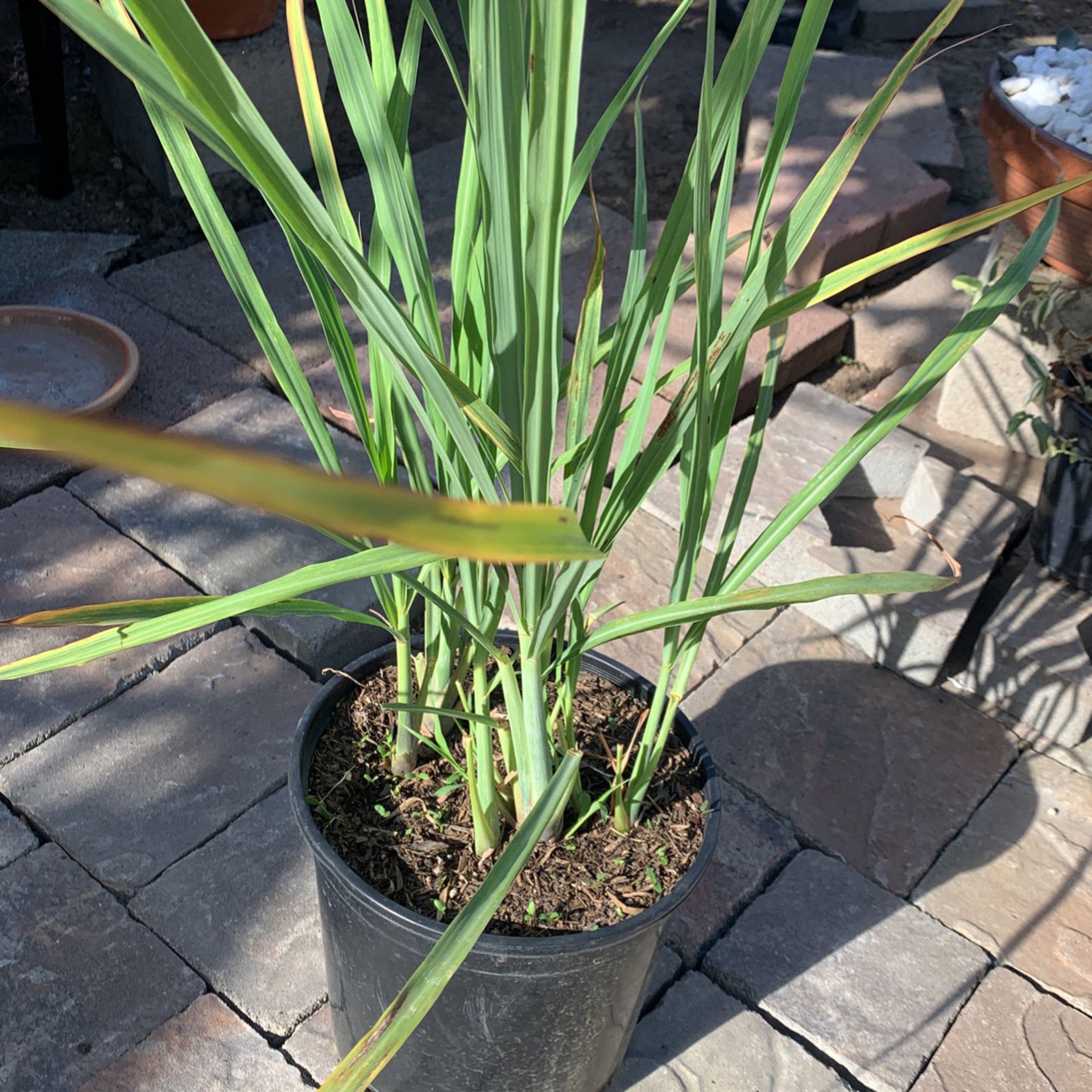 Lemongrass Plant 