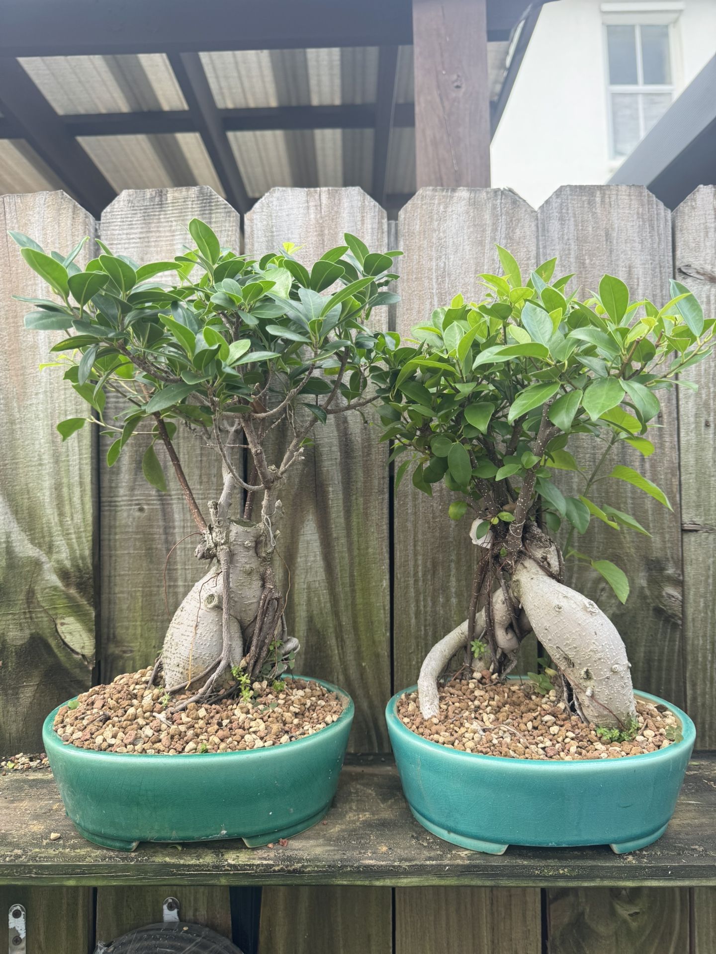 Ficus Bonsai High Quality Ceramic Pot