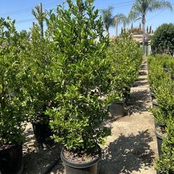 Carolina Cherry Privacy Hedge