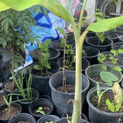 Banana Tree 31$