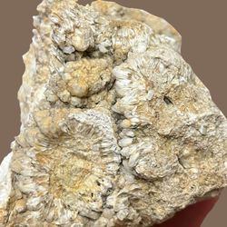 Quartz Crystal Specimen. Gemstones Crystals Rocks Minerals