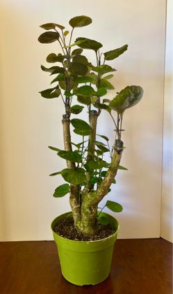 Fabian aralia stump 7” pot b