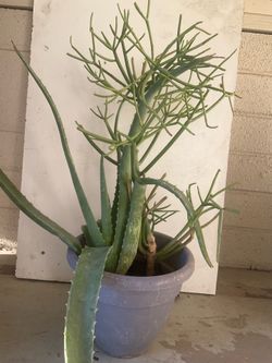Plants extras
